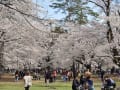 大きなお宮の桜の公園