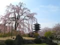 京都桜散歩：東寺～六孫王神社！