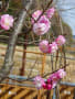 市川動植物園の河津桜は満開だった。