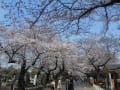 谷中霊園、桜並木