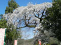 秩父のしだれ桜