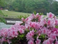 雨の公園散歩　『花』