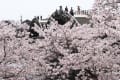 2011広島・岩国の桜