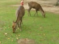 奈良県庁屋上より