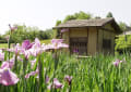 県立民俗博物館の菖蒲園