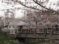 桜１００選の一つ　名古屋　山崎川の桜　2013.3.27