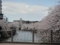 大岡川の桜模様