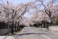 避難している富岡町民に夜ノ森の桜を捧ぐ