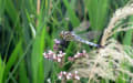 シオカラトンボOrthetrum albistylum speciosum