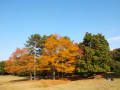 2013年11月17日奈良公園散策