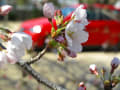 今年は遅咲き、桜はまだぼちぼち…