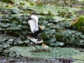 レンカク営巣・コノハズク・クロエリヒタキなど～台湾の野鳥2014.6