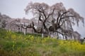三春の滝桜と那須温泉神社