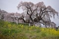 三春の滝桜と那須温泉神社