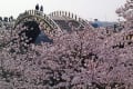 岩国錦帯橋の桜