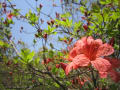 季節に咲く花を眺めに～伊香保、長峰公園