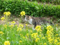 菜の花の季節　荒川