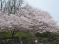 2011年　　桜　満開