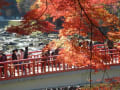 香嵐渓と王滝渓谷の紅葉