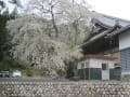 いなべ市 勝泉寺のしだれ桜(2015-4-4)