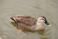 菊名池の冬の水鳥たち