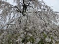 [6]広場にある満開のしだれ桜