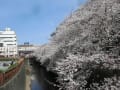 2013年3月23日目黒川、西郷公園の桜