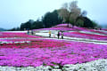 織姫が置き忘れた羽衣。みさとの丘に広がっていた芝桜。