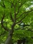 [12]20120506_tsutsuji_08.jpg