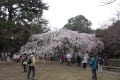 京都御園の桜2