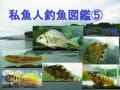 私魚人（あいうおんちゅ）図鑑⑤～タナゴ仕掛けで釣れた８１～１００種の生き物たち