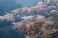 吉野・宇陀路の桜（２）