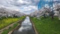 佐保川桜R7年4月3日