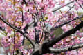 [6]河津桜04.jpg