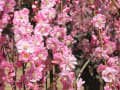 鈴鹿市国分の菅原神社の梅園