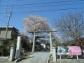 南相馬市の桜