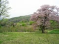 きじひき高原・鉄山の桜２０１６年春