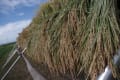 2012年米づくり　”田植えから、稲刈りまで”