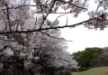 2011年4月8日新宿戸山公園のさくら