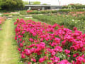 ５月３１日万博公園に薔薇を見に～