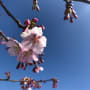さくら　桜　サクラ！