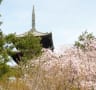 史跡　仁和寺　妙心寺