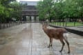 2024 奈良 新緑の頃-39 雨の朝 東大寺 2024/5/7