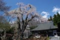 貞麟寺の桜とカタクリ