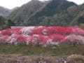 南信州 阿智村園原の里の花桃街道です。赤や白、ピンクにカラフルに美しく開花した景観は、春欄漫を絵にしたようです。