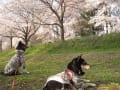 柴犬のハナ＆シェルティのモモ～いつも一緒だね　