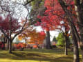 いいちこ日田醸造所の紅葉