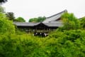 5月 新緑の東福寺