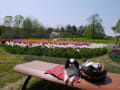 昭和記念公園でお花を堪能