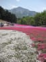 秩父　羊山公園　